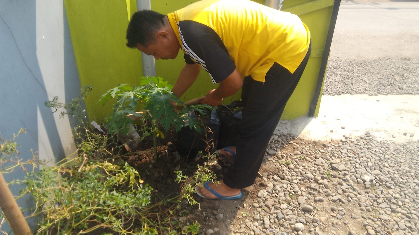 31__17__penanaman_bibit_pepaya.jpg